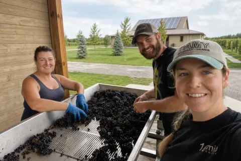 Michelle, Eamonn and Morgan during harvest at 16 Mile Cellar