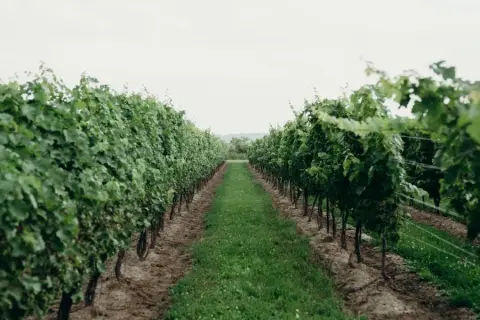 Mia Cara Vineyard beside the 180 Estate Winery