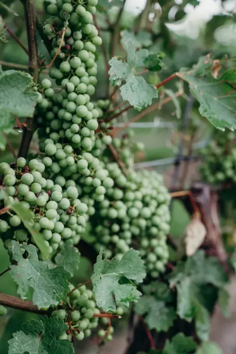 Cabernet Sauvignon grapes on the vine at Mia Cara Vineyard