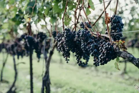 Cabernet Franc grapes at Mia Cara Vineyard