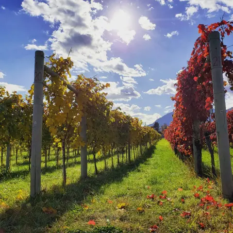 8th Generation Vineyard product photo