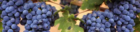Alton Farms Estate Winery product photo
