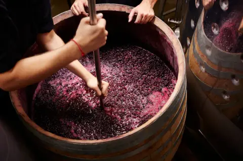 Making Wine