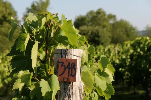Au Vignoble d'Orford