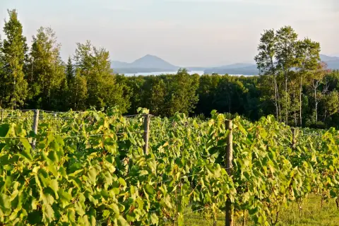 Au Vignoble d'Orford