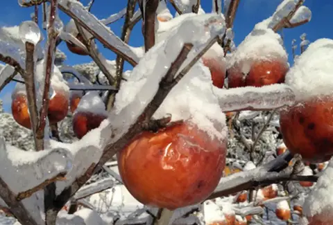 Frozen apples under snow and ice on a tree in the Shefford orchard