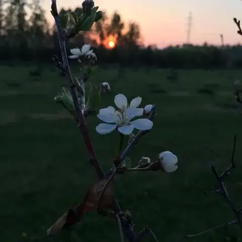 Cherry blossoms in the farm orchard at dusk