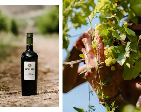 BB-Homepage-WineShop