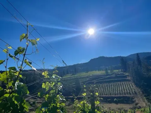 BC Wine Studio winery in Okanagan Falls