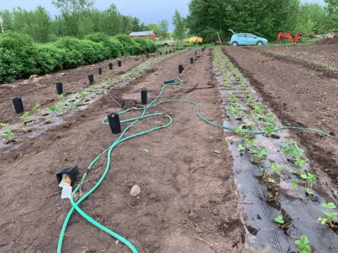 Strawberry planting at the Bee & Thistle orchard