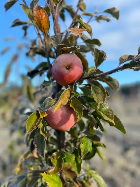 Cider apples ripening on a branch in the Big Bang orchard