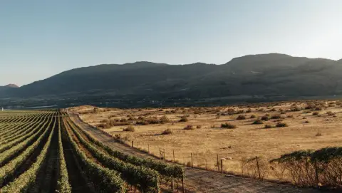 The Black Sage Bench vineyard