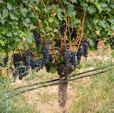 Blasted Church vineyard