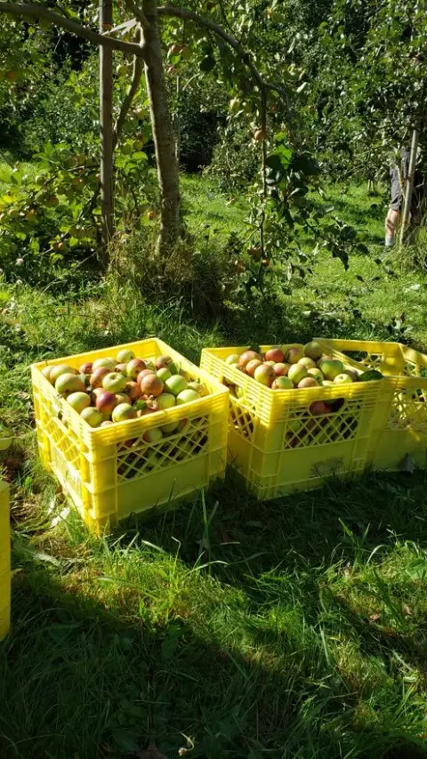 Crates of freshly picked apples in the Bowen Island orchard