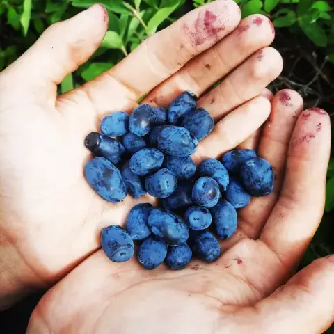 A handful of freshly picked haskap berries