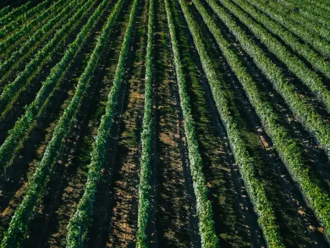 Aerial view of vineyard rows at Burning Kiln Winery