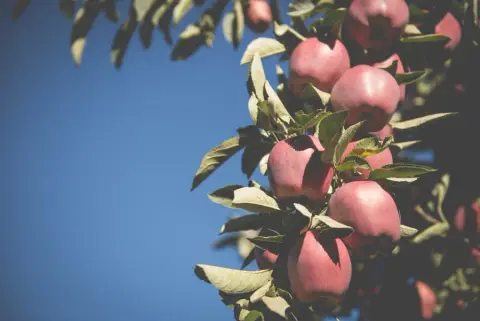 Red apples ripening in the Cambium orchard