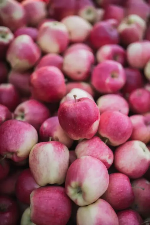 A pile of freshly picked Cambium apples