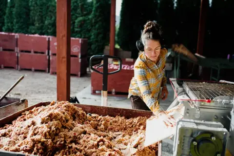 A cidermaker shovelling pressed apple pulp beside the press at the Vernon cidery