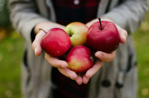 Apples for Outsider Cider
