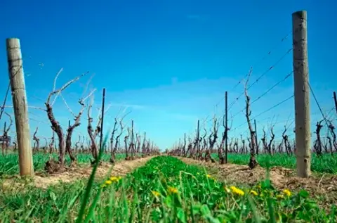 Spring vineyard at Caroline Cellars