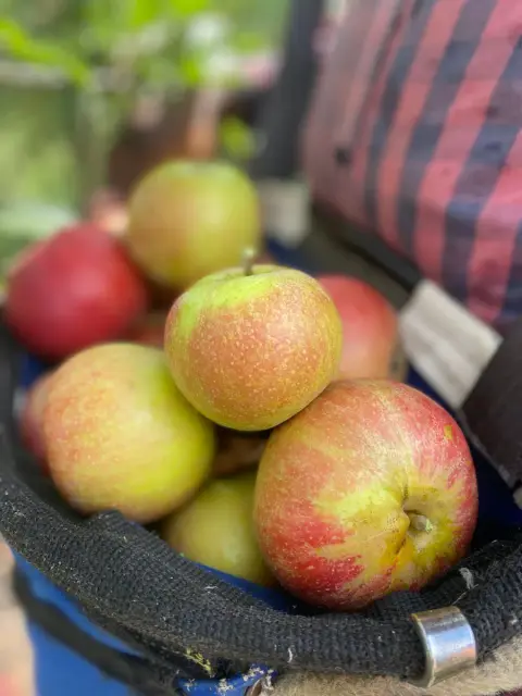 A picking bag full of apples being harvested by hand