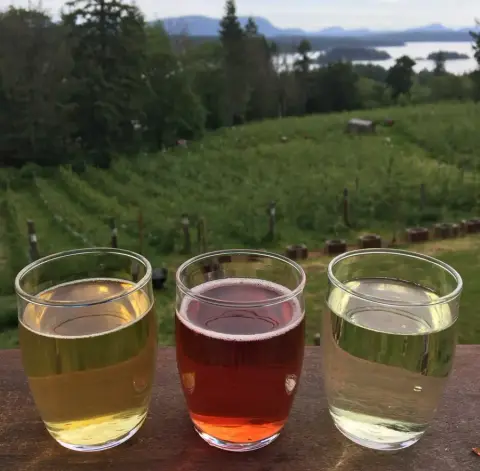 Three glasses of cider on a railing above the orchard and the sea