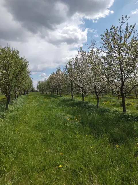 Apple trees in blossom in the orchard Cidre Sauvageon works with