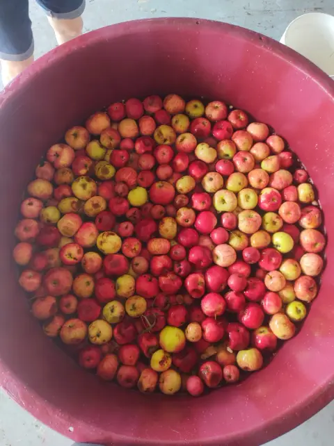 A large red bin of harvested apples for cider