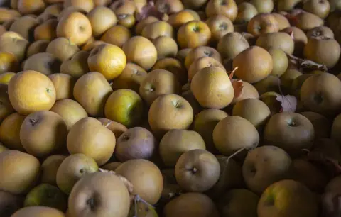 A bin of freshly picked apples at Chemin des Sept