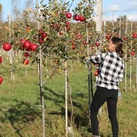 Apple picking in the Cidrerie Compton orchard