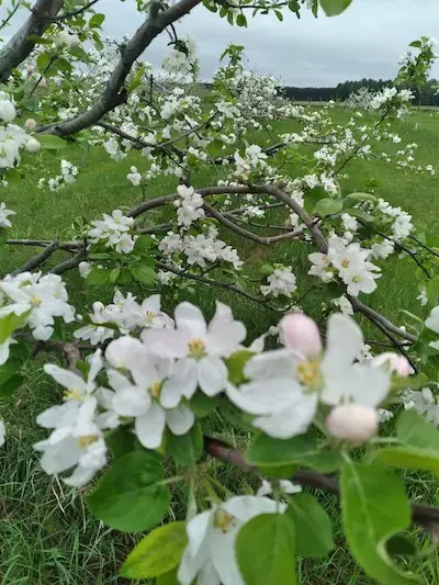 Apple blossoms in the Coronation Hall orchard