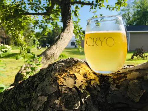 A glass of Cryo cider on an apple branch