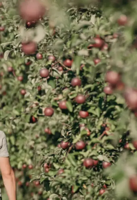 Apples on the trees in the Lacroix orchard