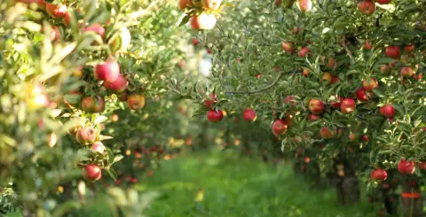 The McKeown orchard in Rougemont