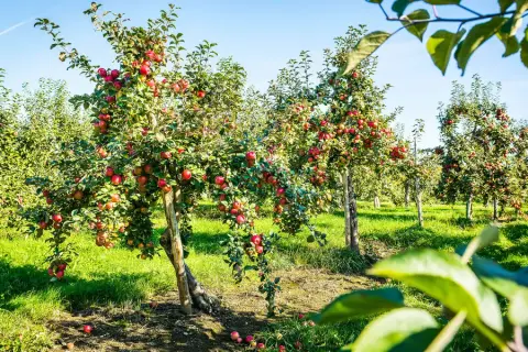 The Bilodeau orchard on Île d’Orléans