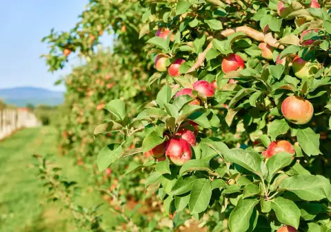 Apples from the Bilodeau orchard