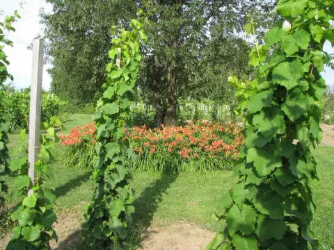 Vines and a bed of day lilies at Clos Saragnat in Frelighsburg