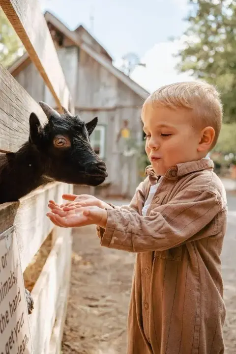 Animal Feed Cup 2026