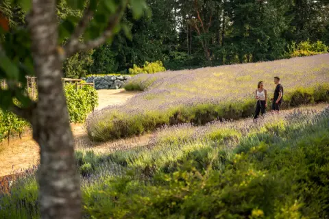 Cobble Hill Winery Lavender Fields