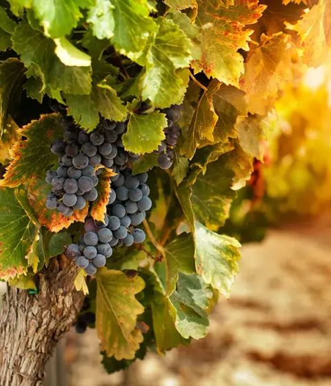 Grapes at Colaneri Estate Winery