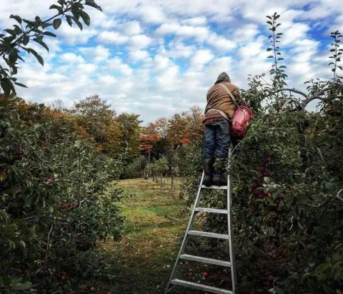 Apple picking in the Corberrie Cider Company orchard
