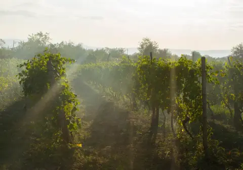Corlan Vineyard & Farm product photo