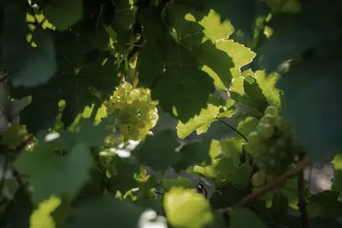Vineyard rows at Dandor Estate Winery