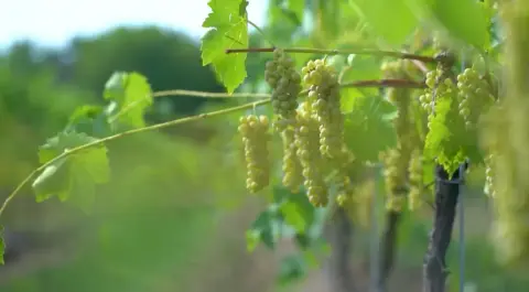 vineyard grape berry pic.jpg