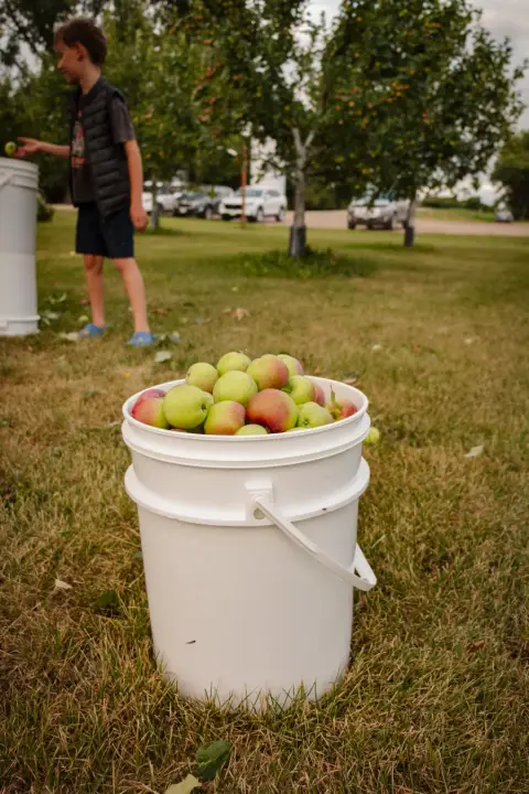 A pail of apples in the orchard
