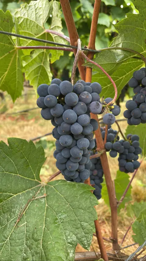 Deep Cove Winery product photo