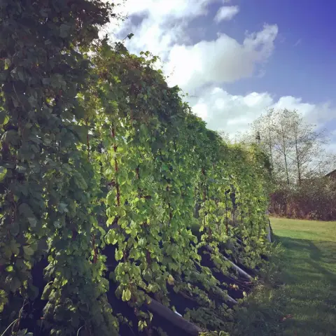 Hops growing on the vine in Port McNeill