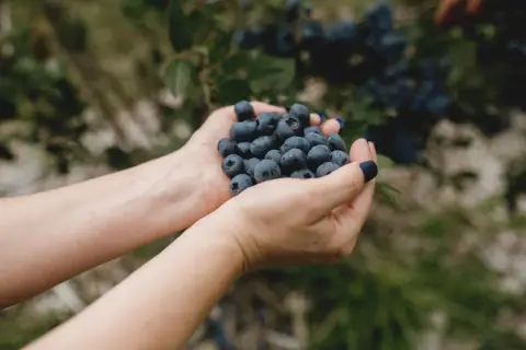 Récolte de bleuets frais à la bleuetière La Vallée Bleue à Val-Alain au Québec