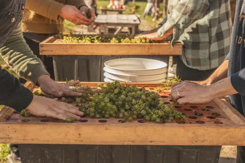 Triage des raisins sur une planche de bois trouées au domaine ARVI.